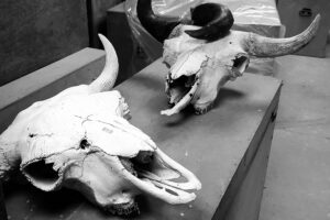 PhD position in Conservation Genomics