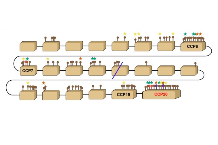 New paper about a key regulator of missing-self innate immunity is now published online in Molecular Biology and Evolution